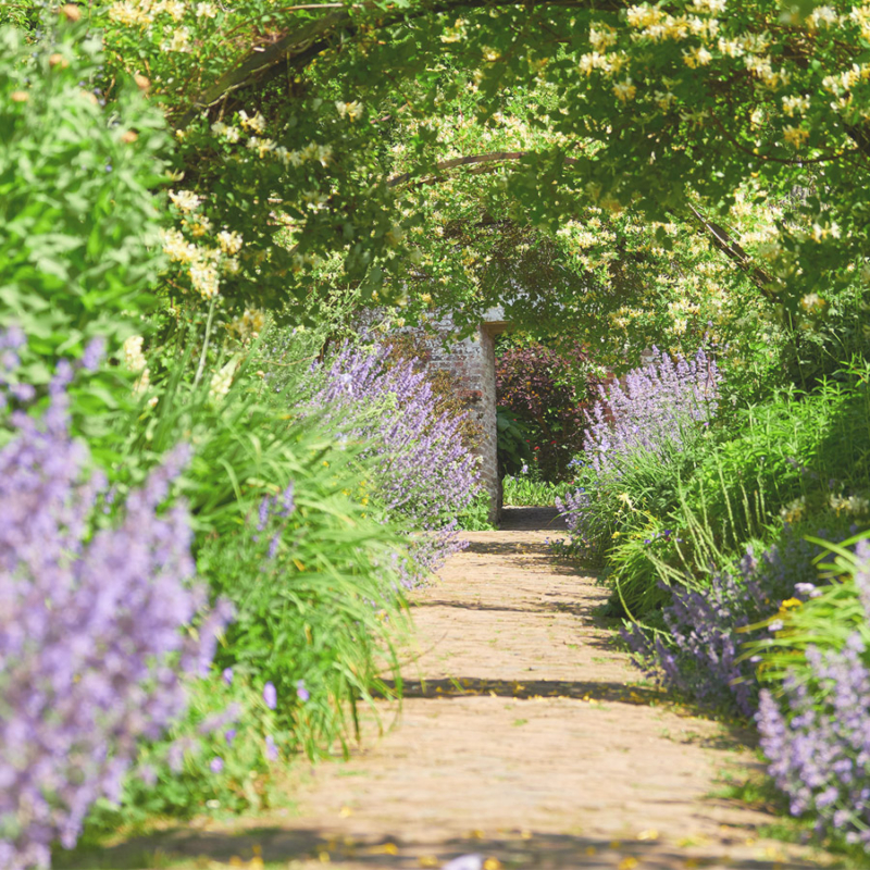 Honeysuckle,Arches,Over,A,Garden,Path,On,A,Sunny,Day